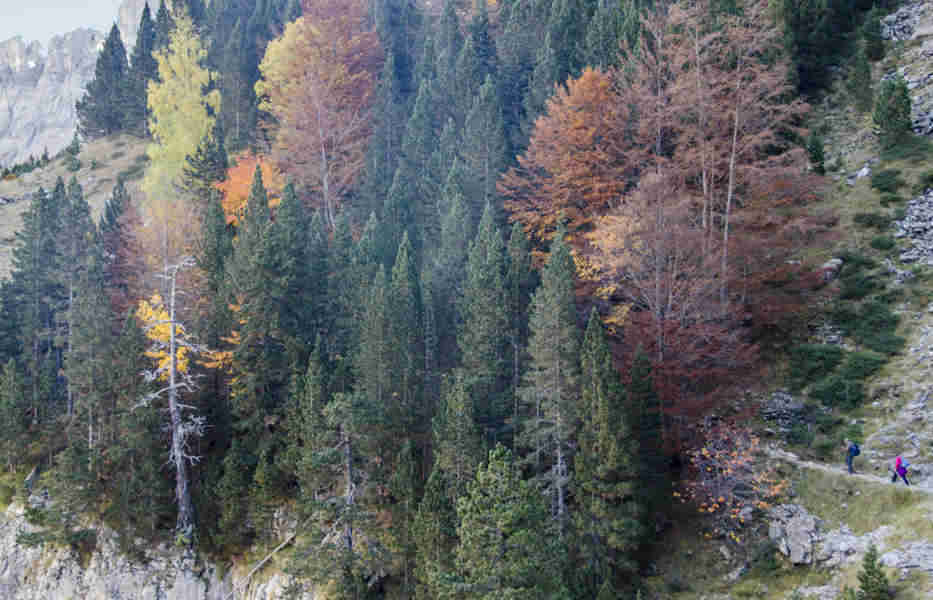 Huesca - parque nacional de Ordesa y Monte Perdido - valle de Ordesa 85 - faja de Pelay.jpg